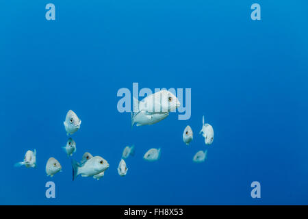 Schule von Gray Snapper, Lutjanus früh, im blauen Wasser schwimmen Stockfoto