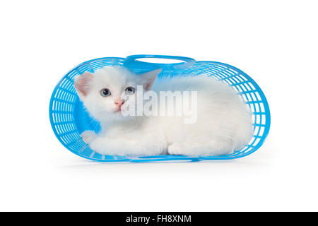 Süße weiße Kätzchen mit blauen Augen in einem blauen Kunststoff-Korb auf weißem Hintergrund Stockfoto