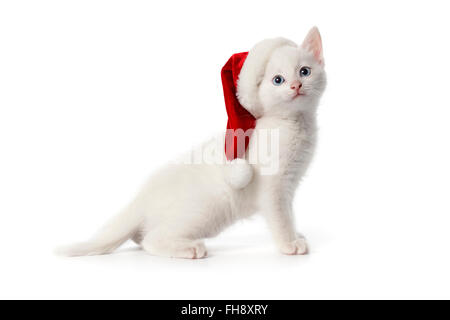 Süße weiße Kätzchen mit blauen Augen und Weihnachtsmütze auf weißem Hintergrund Stockfoto