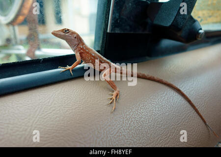 Eine braune Anole (Anolis Sagrei), auch bekannt als der Bahaman Anole oder De La Sagra Anole, auf einen LKW Tür Armlehne mit Blick Stockfoto