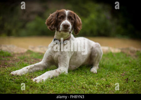 Hardie, ein Springer Spaniel sitzt vor seinem Besitzer Haus in Austin, Texas, 21. Februar 2016 Stockfoto