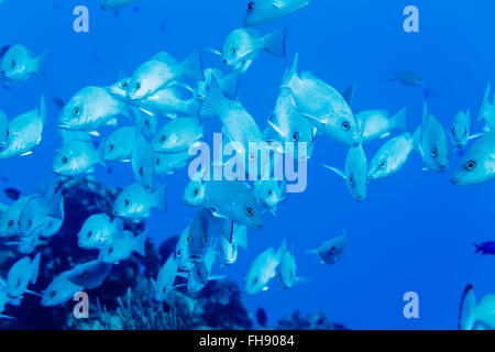 Schule von Gray Snapper Lutjanus früh Schwimmen im blauen Wasser in Richtung Fotograf Stockfoto