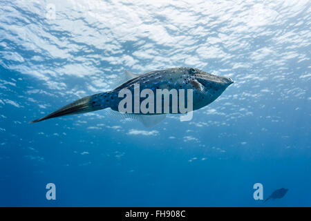 Nahaufnahme von gekritzelt Feilenfisch, Aluterus Scriptus, Schwimmen im Blauwasser Stockfoto