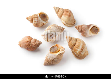 Ganz frischen rohen gemeinsame Wellhornschnecke auf weißem Hintergrund Stockfoto