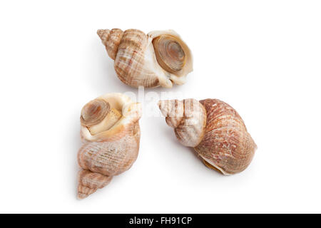 Ganze Frische gemeinsame Wellhornschnecke auf weißem Hintergrund Stockfoto