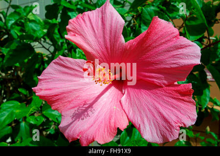 Eine Hibiskusblüte oder Eibisch Stockfoto