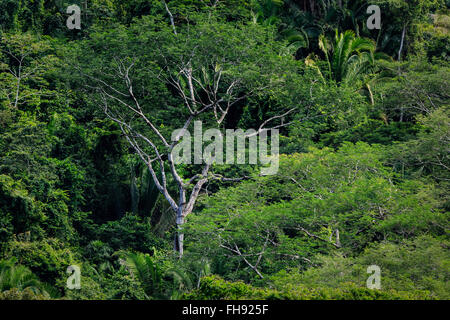 Großer Baum und Farne im tropischen Dschungel Regenwald Stockfoto