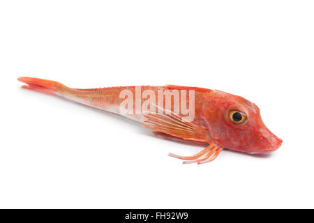 Ganze einzelne rote roh Tub Gurnard Frischfisch auf weißem Hintergrund Stockfoto