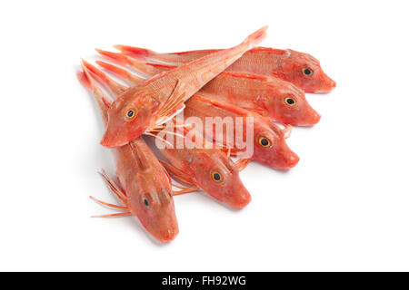 Frische rohe rote Wanne Knurrhahn Fische auf weißem Hintergrund Stockfoto