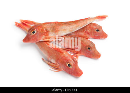 Frische rohe rote Wanne Knurrhahn Fische auf weißem Hintergrund Stockfoto