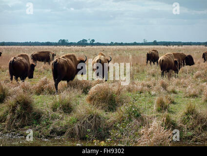 Bison oder Büffel auf der Weide landen in Florida, USA Stockfoto