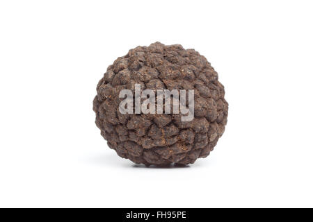 Ganz einzigen frischen rohen Winter Trufflle Pilz isolierten auf weißen Hintergrund Stockfoto