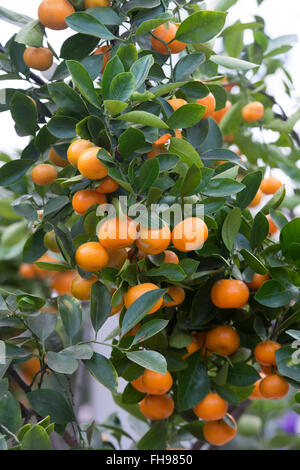 Citrus x Microcarpa. Haben Orangen auf einem Baum im RHS Wisley Gardens, Surrey, England Stockfoto