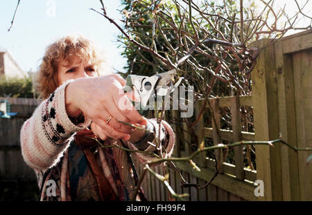 Frau einen Rosenbusch im englischen Garten im Winter mit einer Gartenschere beschneiden Stockfoto