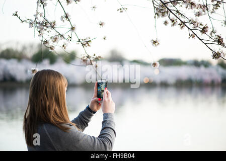 WASHINGTON DC, USA – Eine Frau fotografiert mit ihrem Smartphone die Kirschblüten, die um das Tidal Basin in Washington DC blühen. Stockfoto