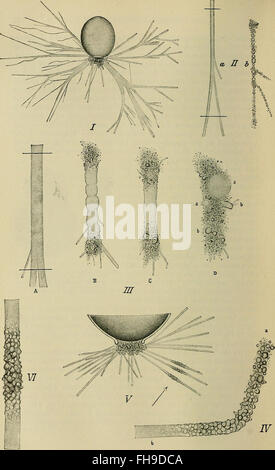 Allgemeine Physiologie; einen Überblick über die Wissenschaft des Lebens (1899)