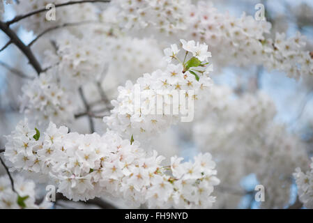 WASHINGTON DC, Vereinigte Staaten – die Kirschblüte in Washington DC erblüht rund um das Tidal Basin. Einige der ältesten Bäume sind heute über ein Jahrhundert alt. Stockfoto