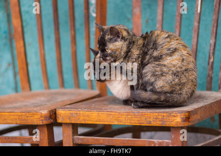 Zwei ältere Katzenfreunden (Tabby und Siam) auf einem alten Stuhl sitzen und erholend Stockfoto