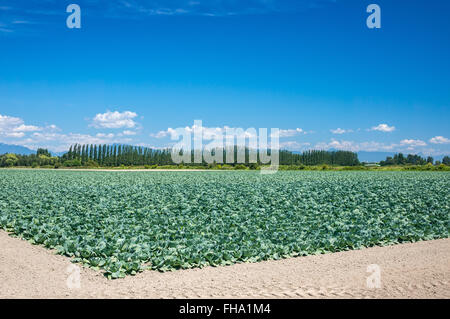 Blick auf eine frisch Wachstumsfeld Kohl. Stockfoto