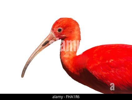Scarlet Ibis (Eudocimus Ruber) ist eine Art von Ibis in der Vogelfamilie Threskiornithidae. Vogel auf dem weißen Hintergrund. Stockfoto