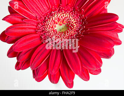 Rote Gerbera Blume auf dem weißen Hintergrund. Selektiven Fokus Stockfoto