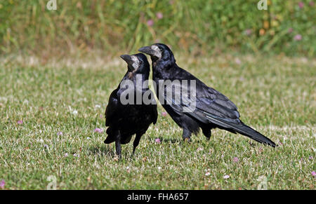 Paar Hahnen, Corvus frugilegus stehen zusammen auf Gras Stockfoto