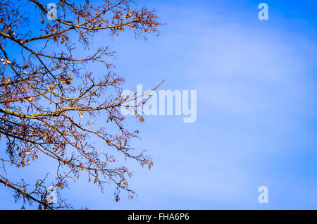 Brunch der Baum Frühling und blauer Himmel Stockfoto