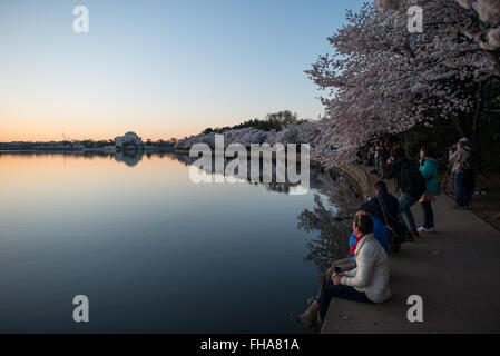 WASHINGTON DC, USA – die Menschen stehen am Ufer des stillen Wassers des Tidal Basin vor Sonnenaufgang während der Blüte der berühmten Kirschblüten in Washington DC. Im Hintergrund befindet sich das Jefferson Memorial. Stockfoto