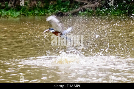 Beringter Kingfisher einen Fisch fangen Stockfoto