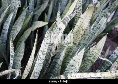 Grüne Blätter der Sansevieria, auch als Schlange Pflanze oder Mutter im