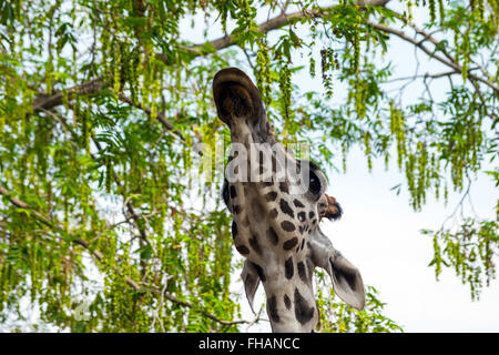 Rothschild Giraffen (Giraffa Plancius Rothschildi) Essen verlässt Stockfoto