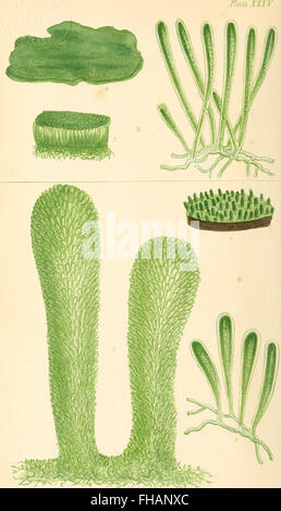 Phycologia Britannica oder eine Geschichte der britischen Seegras, mit farbigen Abbildungen, generischen und spezifischen Zeichen, Synonimen und Beschreibungen aller Arten von Algen, bewohnen die Küsten Stockfoto