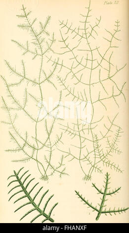 Phycologia Britannica oder eine Geschichte der britischen Seegras, mit farbigen Abbildungen, generischen und spezifischen Zeichen, Synonimen und Beschreibungen aller Arten von Algen, bewohnen die Küsten Stockfoto