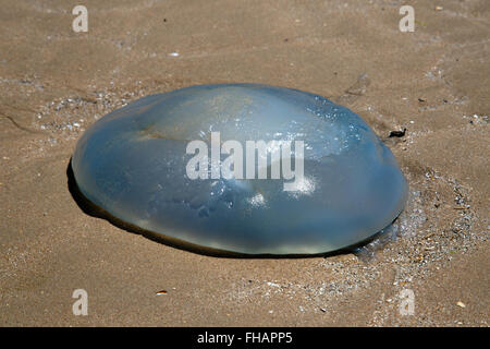 Quallen auf einem Sandstrand Stockfoto