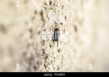 Fliegen an der Wand Stockfoto