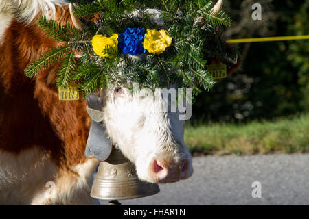 Parade der Kühe während der alpinen Abstieg von Rindern im Dorf von Charmey La Gruyère Schweiz Stockfoto