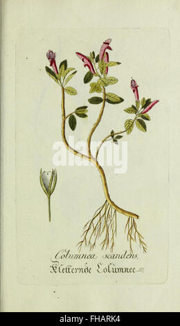 Plantarum Indigenarum et Exoticarum, botanische Illustrationen
