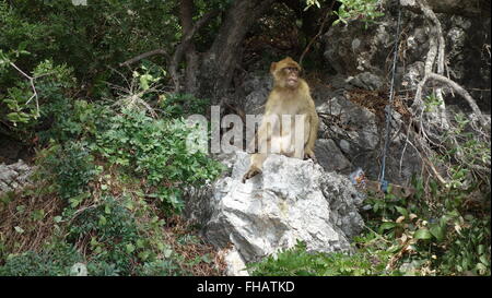 Barbary macaques in Gibraltar Stockfoto