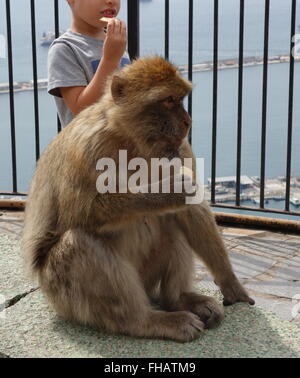 Barbary macaques in Gibraltar Stockfoto