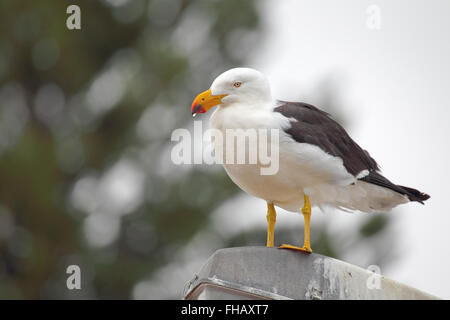 Pazifische Möwe (Larus Pacificus) sitzt auf einem Laternenpfahl in Victor Harbor, South Australia, Australien. Stockfoto