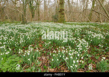 Schneeglöckchen (Galanthus Nivalis) angesammelt wurden in alten Hasel Niederwald in der Nähe von Petworth, West Sussex, UK. Februar. Stockfoto