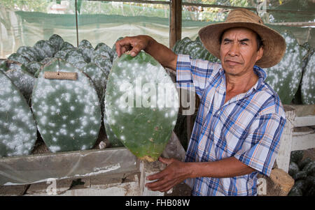 San Bartolo Coyotepec, Oaxaca, Mexiko - Rancho La Nopalera, einem Bauernhof, der den Cochenille Fehler machen Carmine Naturfarbstoff wirft. Stockfoto