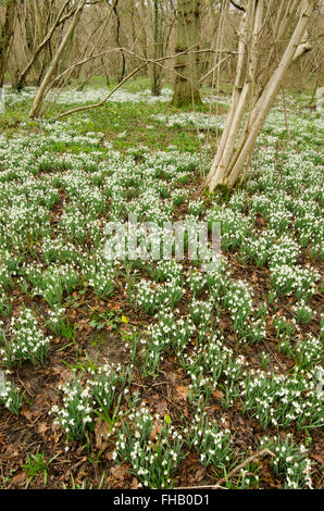 Schneeglöckchen (Galanthus Nivalis) angesammelt wurden in alten Hasel Niederwald in der Nähe von Petworth, West Sussex, UK. Februar. Stockfoto