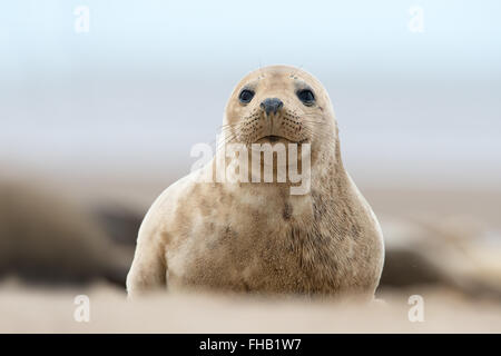 Pup atlantische Kegelrobben (Halichoerus Grypus) Stockfoto