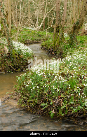 Schneeglöckchen (Galanthus Nivalis) angesammelt wurden in alten Hasel Niederwald in der Nähe von Petworth, West Sussex, UK. Februar. Stockfoto