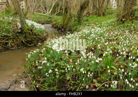 Schneeglöckchen (Galanthus Nivalis) angesammelt wurden in alten Hasel Niederwald in der Nähe von Petworth, West Sussex, UK. Februar. Stockfoto