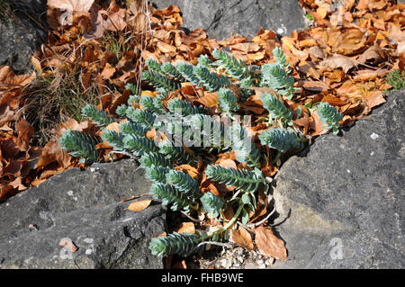 Euphorbia Myrsinites, Myrtle spurge Stockfoto