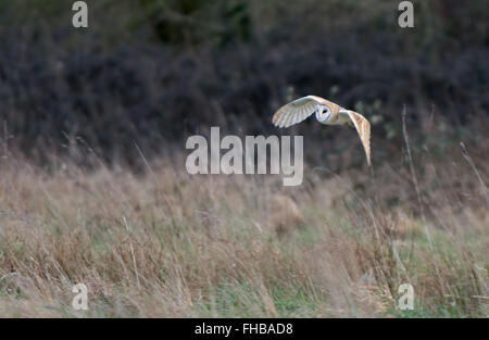 Schleiereule Tyto Alba jagt. Winter. UK Stockfoto