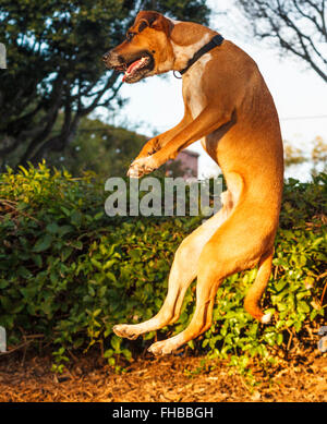 Australian Cattle Dog Mix springt hoch in die Luft Stockfoto