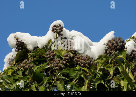 Hedera Helix, Efeu, Früchte mit Schnee Stockfoto